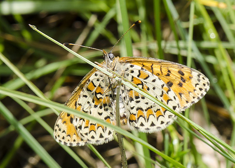 Melitaea trivia - Nymphalidae